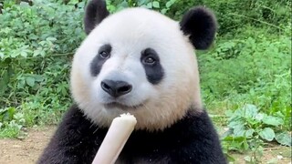 Tại sao gấu trúc lớn lại không sợ ngã nhỉ?