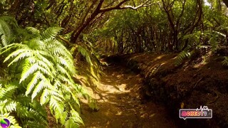 RELAXING MUSIC | RELAXING JUNGLE SOUND WITH BIRDS, NATURE | #3 MEDITATION & STRESS