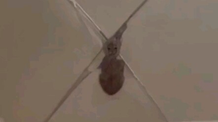 เจ้าของแมวไม่ให้แมวขึ้นเตียง แต่เจ้าเหมียวกลับมานอนดูเจ้าของอยู่บนมุ้งกันยุง! ชาวเน็ตบอกว่า “แมวนะ ม