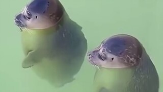 Anjing laut: Jika kamu bahagia, mari kita tepuk tangan bersama!