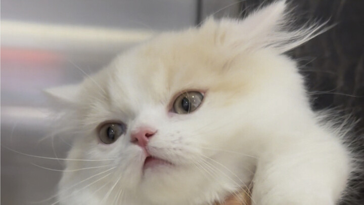 There are so many mice at home—why can’t the newborn kitten catch mice?