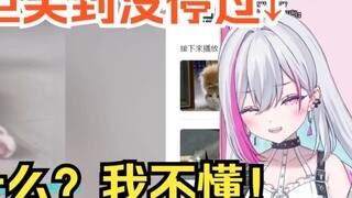 Guru Meng Liu menghargai konotasi "Film Kucing", saya memahaminya dalam hitungan detik dan tertawa s