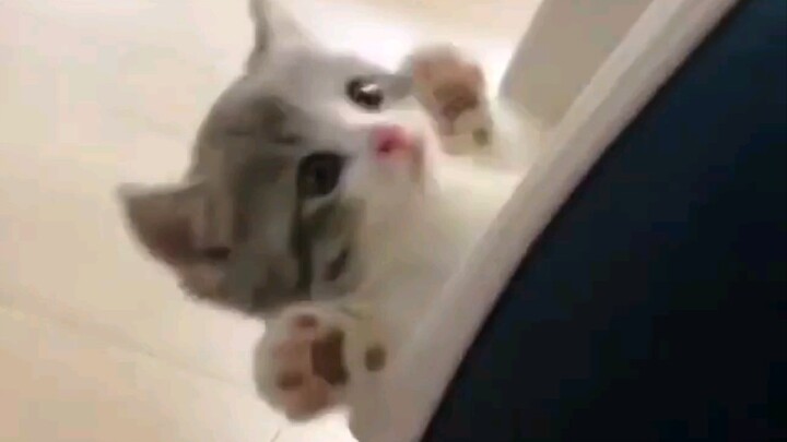 Early hatching video of cat caterpillars | catfriends1004