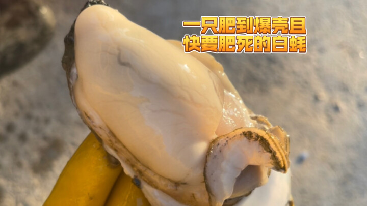 محارة بيضاء سمينة للغاية لدرجة أنها على وشك الانفجار والموت من السمنة