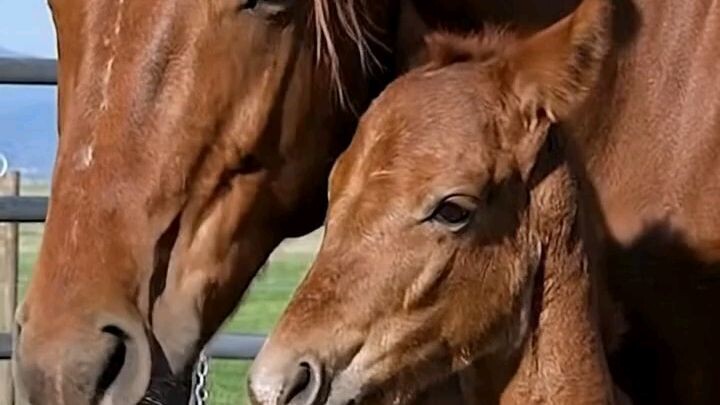 So cute 🫶🫶🐎