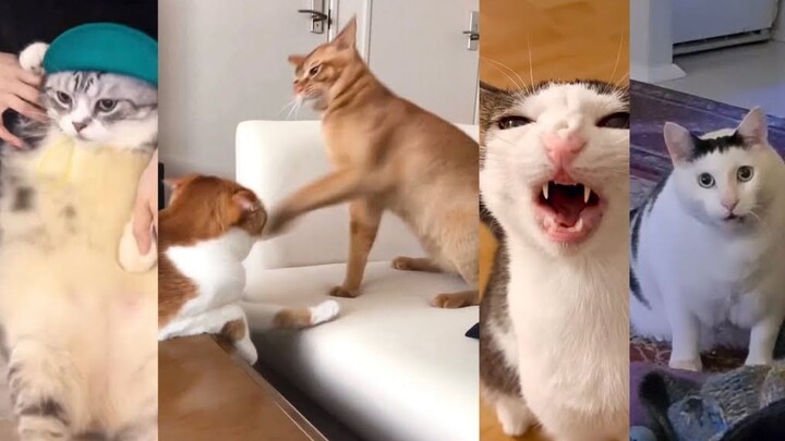 [Cat MEME] สรุปแหล่งที่มาวิดีโอต้นฉบับ Cat MEME ตอนที่ 1