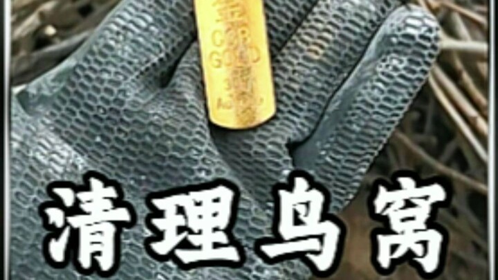 Người phụ nữ cho đôi chim sáo dùng ban công nhà mình làm tổ, khi chồng dọn dẹp thì tình cờ nhặt được