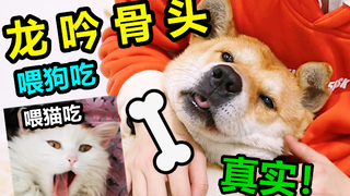 全网无人还原！将骨粉还原回骨头给狗狗磨牙，猫咪表示吃饱了撑，真实！