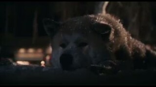 Hachiko