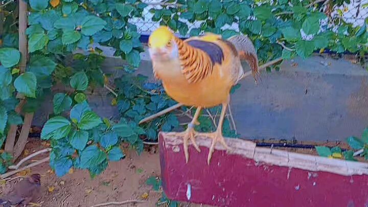 Different types of birds