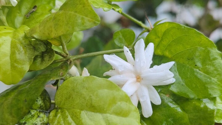 jasmine flower