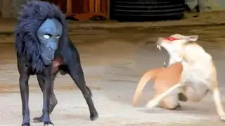 Funniest Animals | Funny Dog And Cat | Funny Animals Video #41