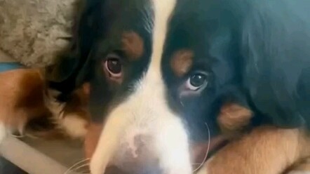 Mistress: Doggie, where did our little kitten go?
