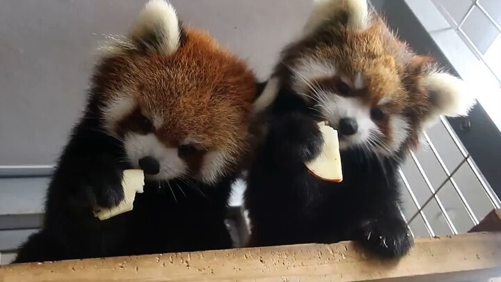 Hai bé gấu trúc nhỏ cùng nhau ăn táo, dễ thương đến mức “gian lận”!