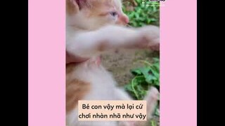 [Vietsub] Hành trình đi tìm "nóc nhà" của Đại Phúc 😹 | Ổ nhỏ của Hoài