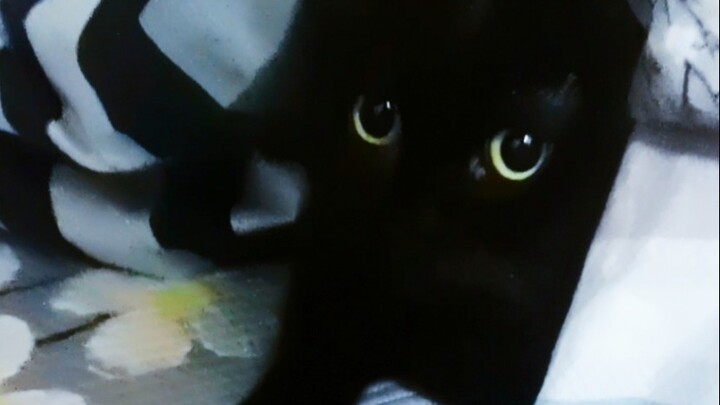 Di rumah saya ada seekor kucing hitam kecil yang tumbuh besar dengan hanya makan "keimutan"!