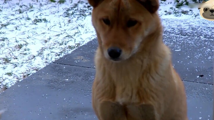 A couple of stray dogs came to the pizza shop to "beg", but the owner's unintentional move made the 