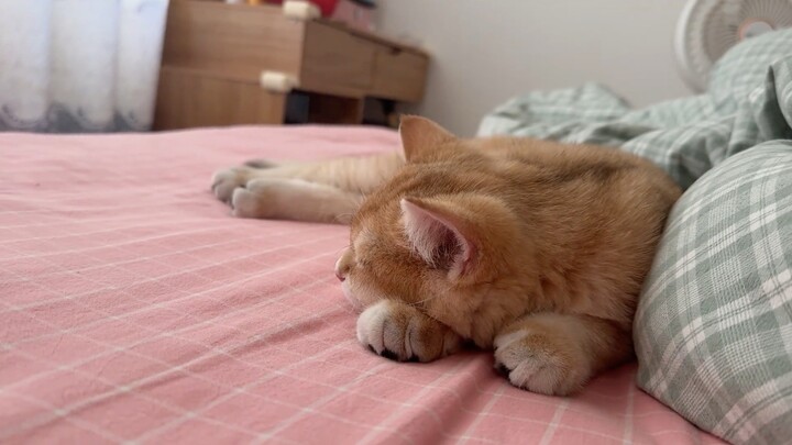 คุณพระ! ตัวใหญ่ขนาดนี้ยังจะมานอนกับคนอีกนะ!