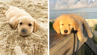 🥰Golden's Funny And Cute Actions make Your Heart Flutter🐶|Cutest Puppies