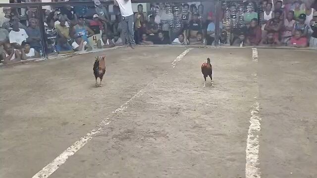2cock ulotan 2nd fight win