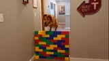 แมวและสุนัขกระโดดข้ามกำแพงเลโก้ยักษ์
