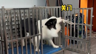 عندما يتعرض مُرَبِّي القطط للخطر، كيف سيتصرّف "كيك"، الكلب المُتعلق بأبيه؟ غُول رأس السمكة و"با با" 