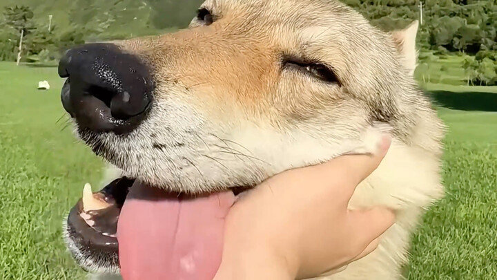 Bạn đã từng thấy loài sói này chưa