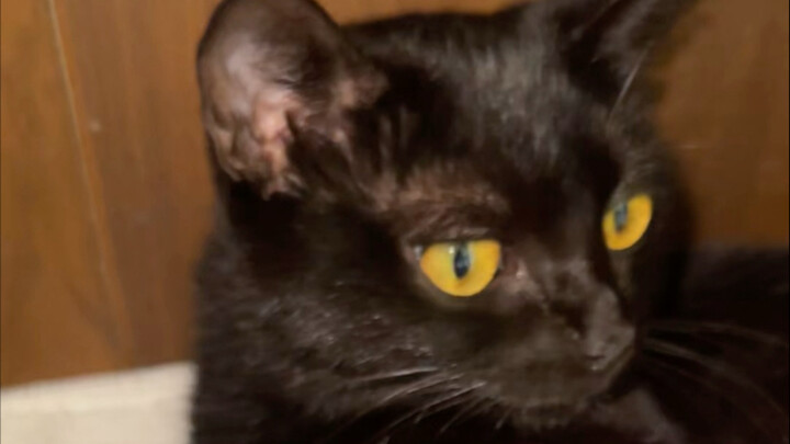 إنتاج 8 حيوانات! هل ما زال هناك المزيد في البطن؟ زيارة المستشفى لفحص الحمل والتحضير لوجبات فترة النف