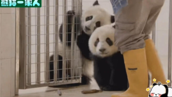 [Panda Family] Su Lin’s two little ones are also clingy, milk-guzzling babies—so cute!