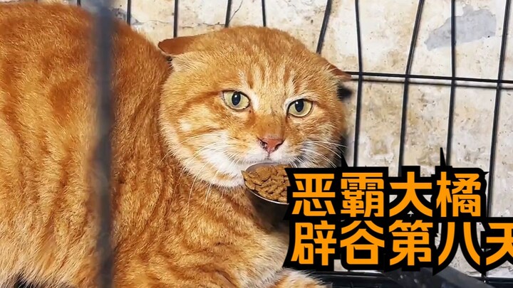 Tên côn đồ Đại Cát tập 31 - Ngày thứ tám nhịn ăn