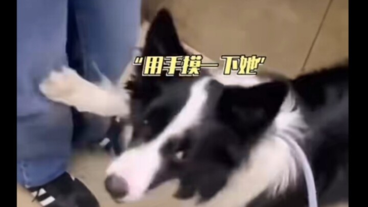 Border Collie: He doesn’t bite people? Then does he bite dogs?