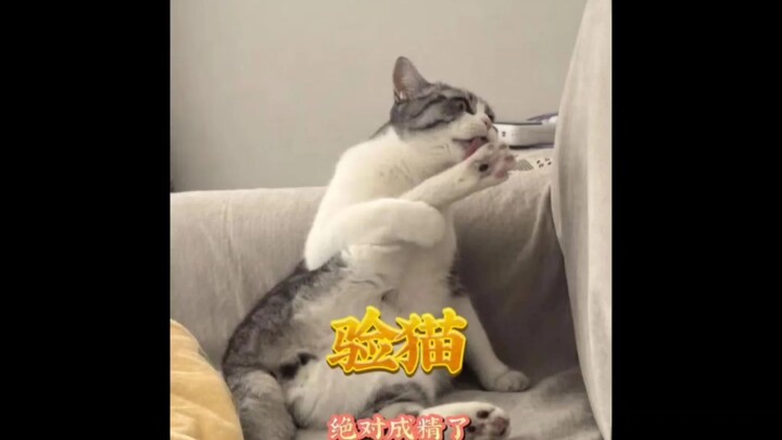 Lucu banget, siapa yang bisa tahan