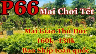 Mai vàng chơi tết p66 |093 9671734 Hào | Mai Giảo Thủ Đức 160k-130k báo ship toàn quốc 5 cây