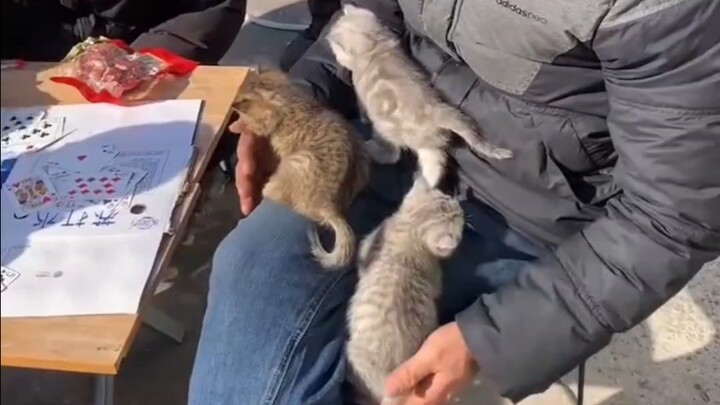 They say Old Wang is cheating—he’s got four Maneki-neko with him!