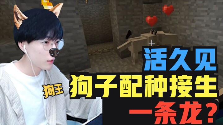 【酪蛋白周游记】活久见，“狗王”直播给狗子交配接生一条龙？！