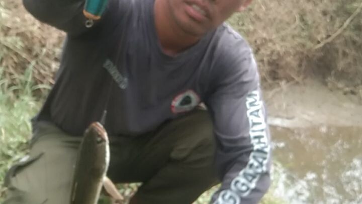 Jackpot Gabus di Empang