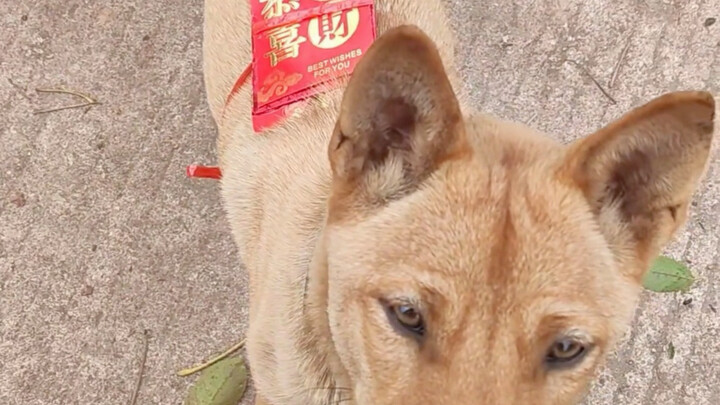 เจ้าหมาเหลืองจากบ้านแม่ของฉันวิ่งหลายลี้เพื่อกลับมาหาฉันอีกครั้ง