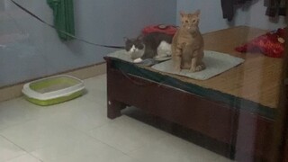 Vaxa cúp bồ sociu