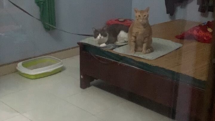 Vaxa cúp bồ sociu