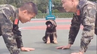 Semua anjing dan kucing di tentara telah menjadi *a! Ha ha ha ha