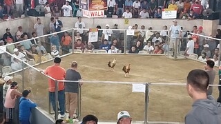 2hits ulutan first fight win