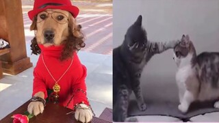 Try Not To Laugh Funny Dogs And Cats - Funny Dog And Cat Videos
