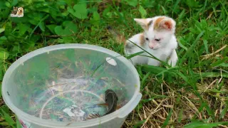 Two tiny kittens and reaction to rice field fish