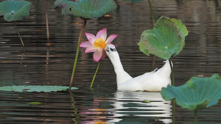 Hungry Duck Biting Lotus
