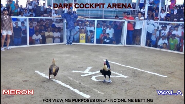 Mule Train Grey Hatch Straight Comb Side win at DARF NAGUILIAN LA UNION