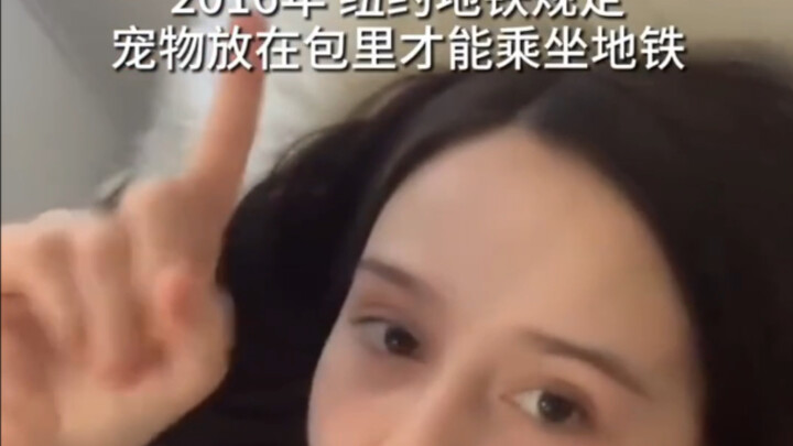 Dogs Riding the Subway for the First Time