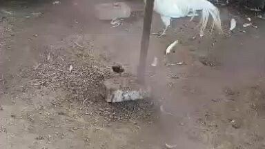 Beautiful White Aseel Rooster Majestic Walk and Display 🐓✨