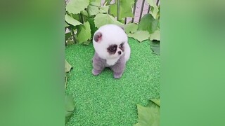 Con gì đây các bạn?🤩🥰❤dethuong thucung dep dangyeu cute pet xuhuong