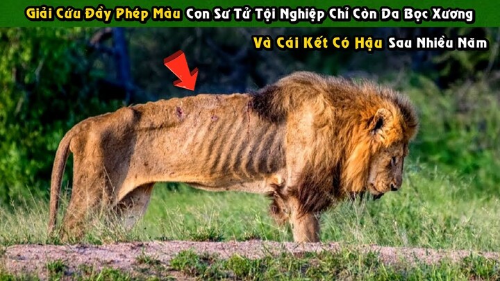 Cuộc Giải Cứu Đầy Phép Màu Con Sư Tử Tội Nghiệp Chỉ Còn Da Bọc Xương Và Cái Kết Có Hậu | Tám Tới Tấp