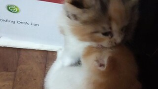 Biscoff and Maple cutie